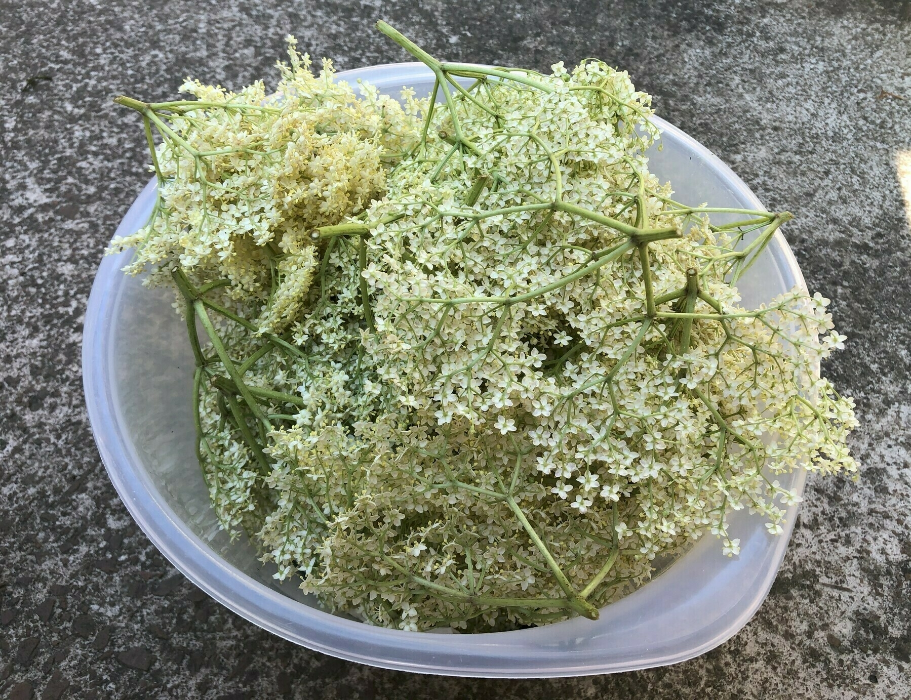 freshly picked elderflowers in a bowl