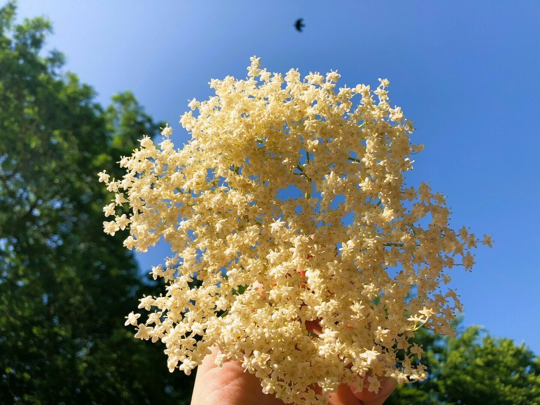 elderflower held against the backdrop of a blue sky with a distant crow flying past