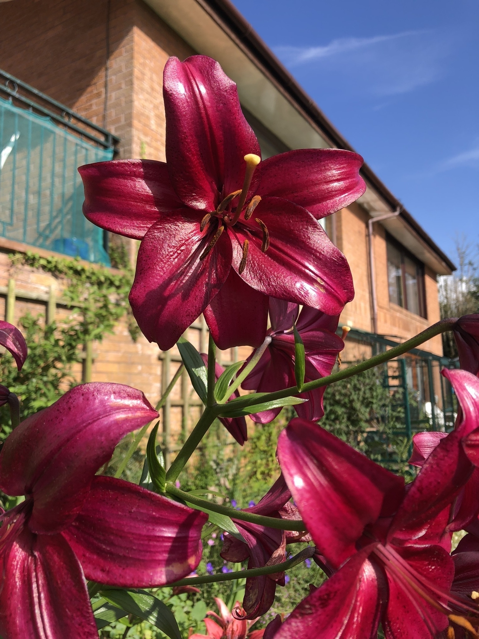 red lilies against a blue sky