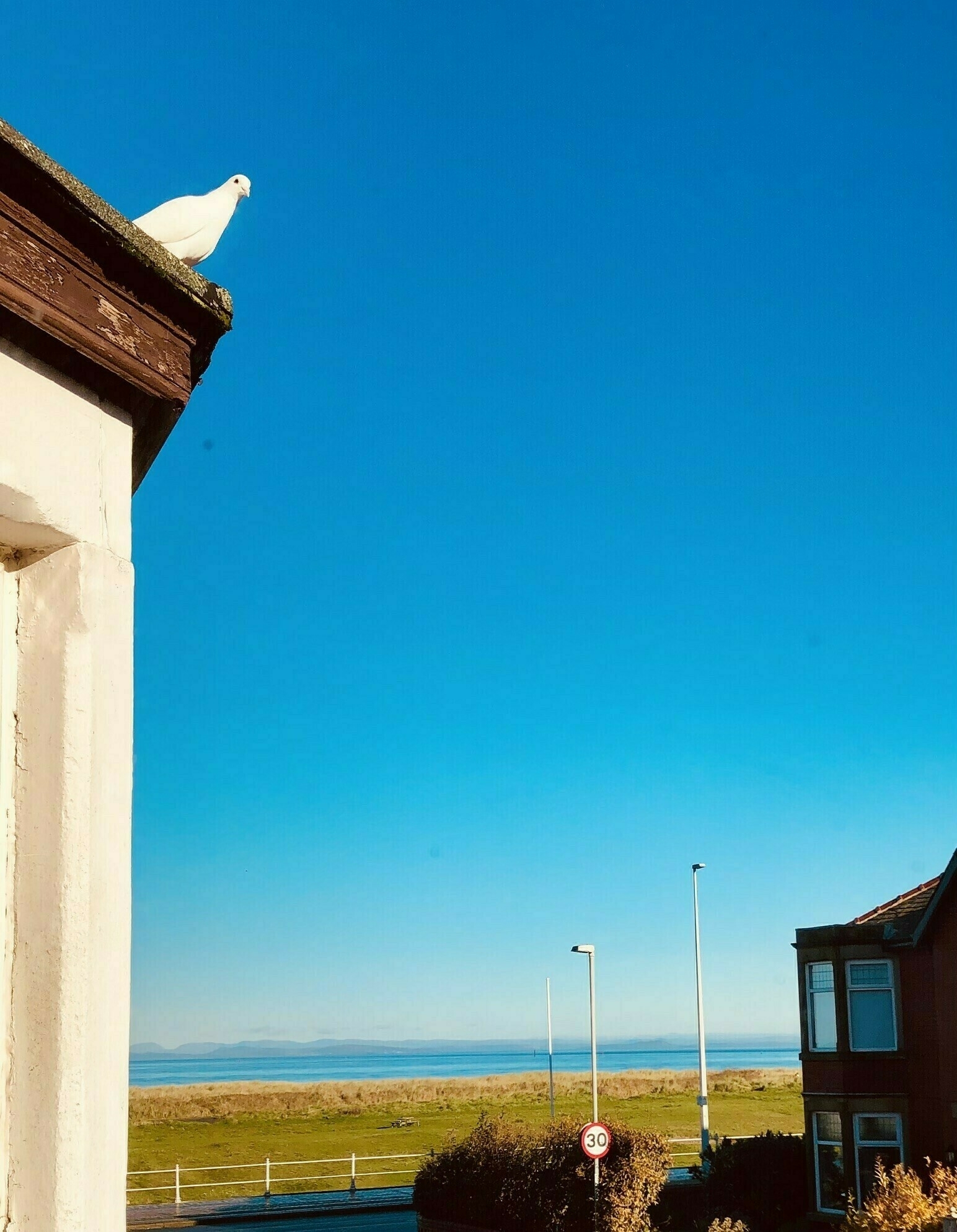Shot from a window of blue skies, sea in the distance and a white dove perched on the roof of a house