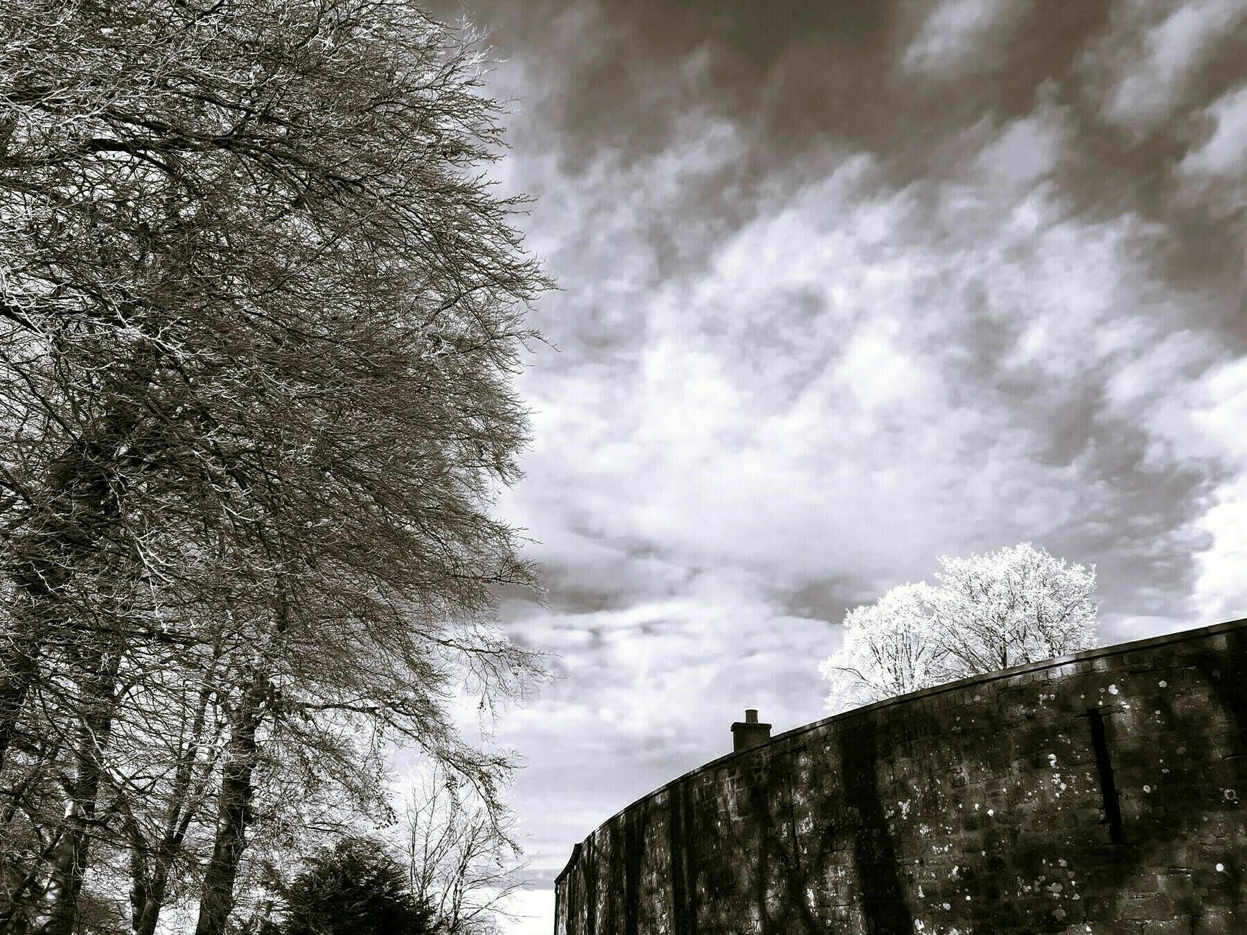 b/w photo of a curved wall and a tree top behind it glinting in the sunlight with heavenly clouds in the sky