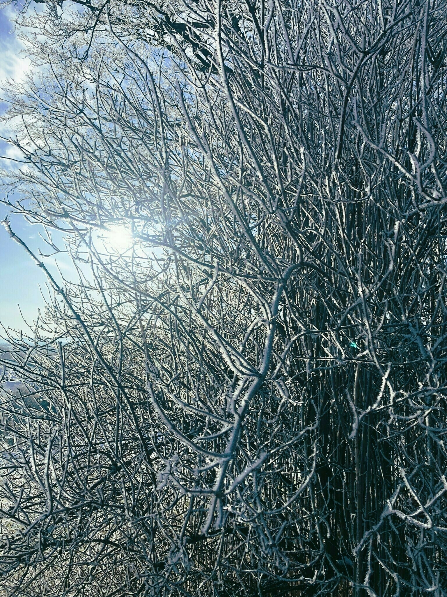 dappled sunlight shining through a bush in winter with hoarfrost on its stems