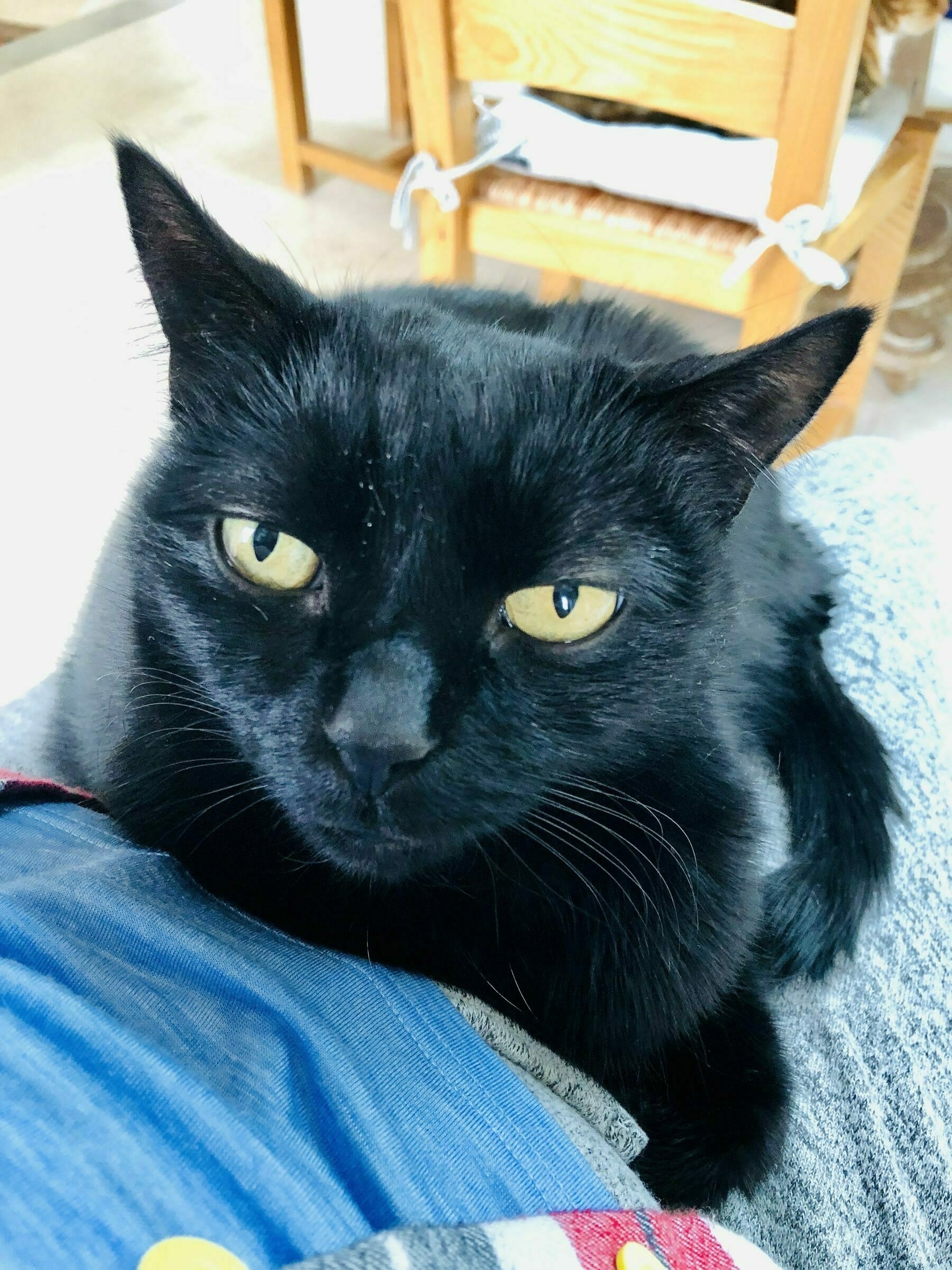 black cat with yellow eyes sitting on my lap