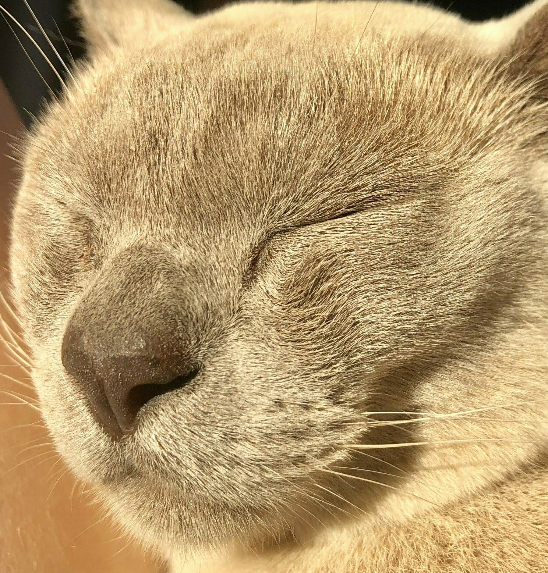 close up of a blue point burmese cat's face, eyes closed, bathed in sunlight.
