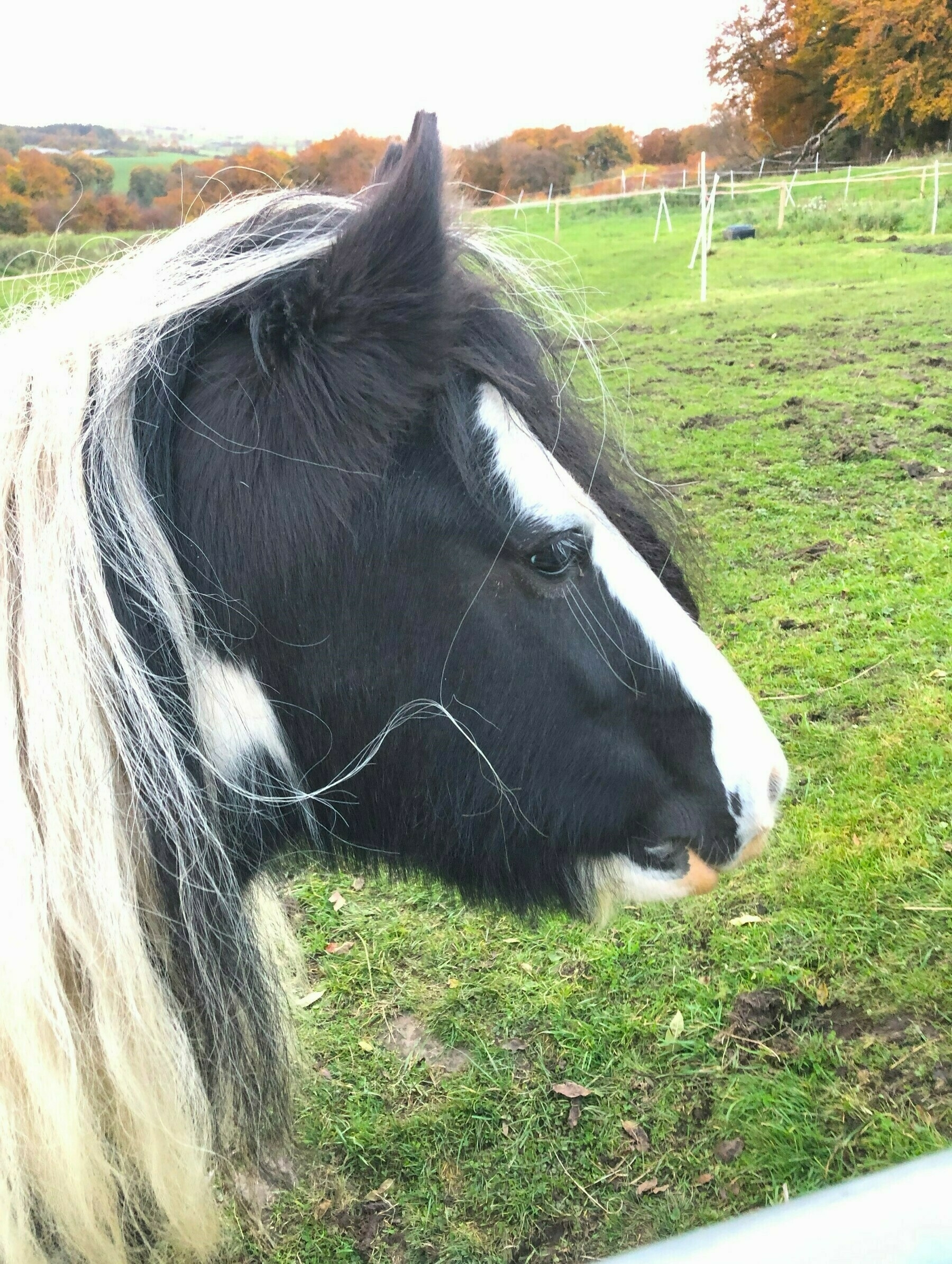 close-up of a brown and white pony in a field with very long, white eyelashes