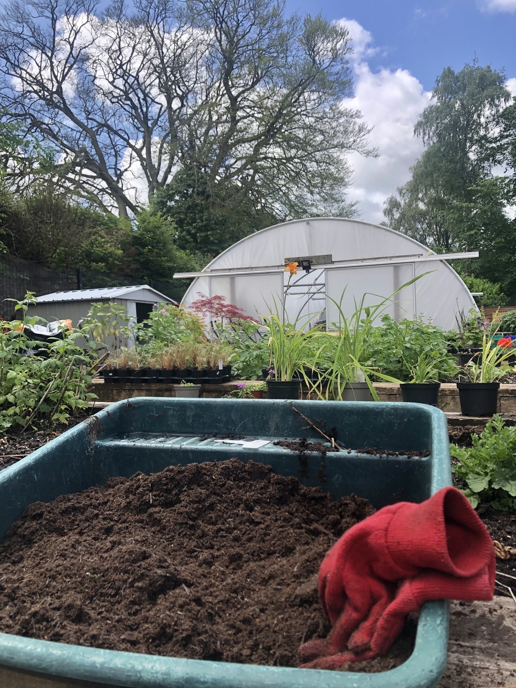 red gardening gloves in the foreground, then raised beds, flowers and a polytunnel in the background