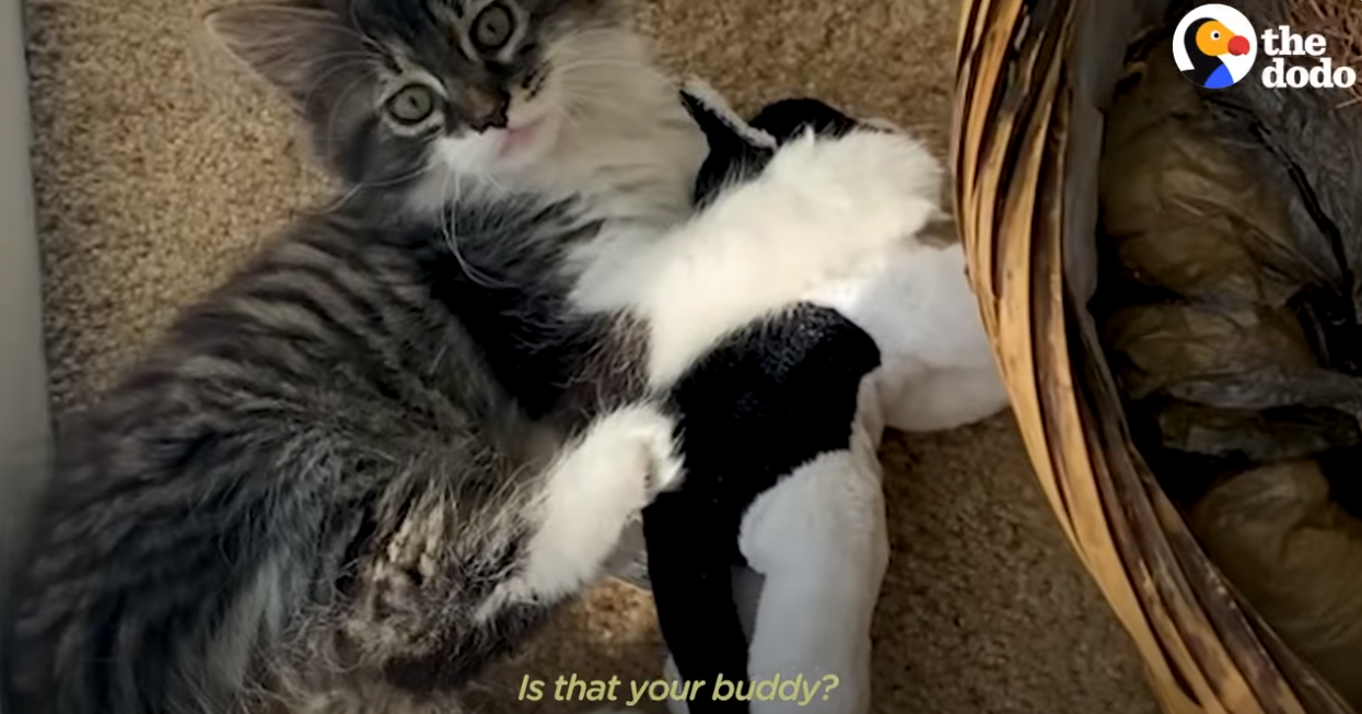 wide eyed fluffy kitten playing with a cat toy