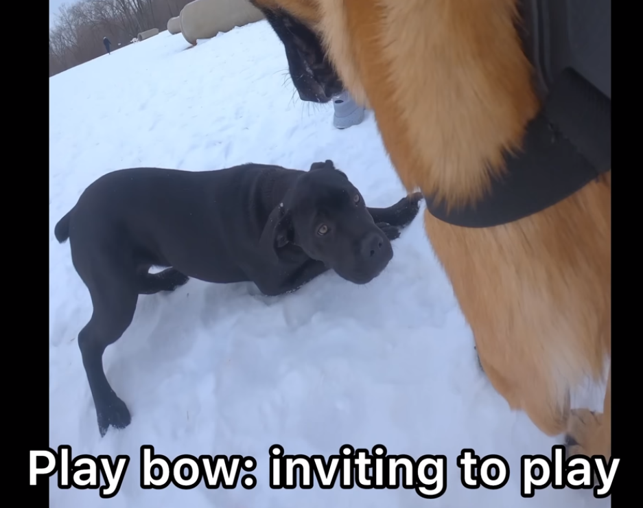 puppy submissively play bowing before a belgium malinois