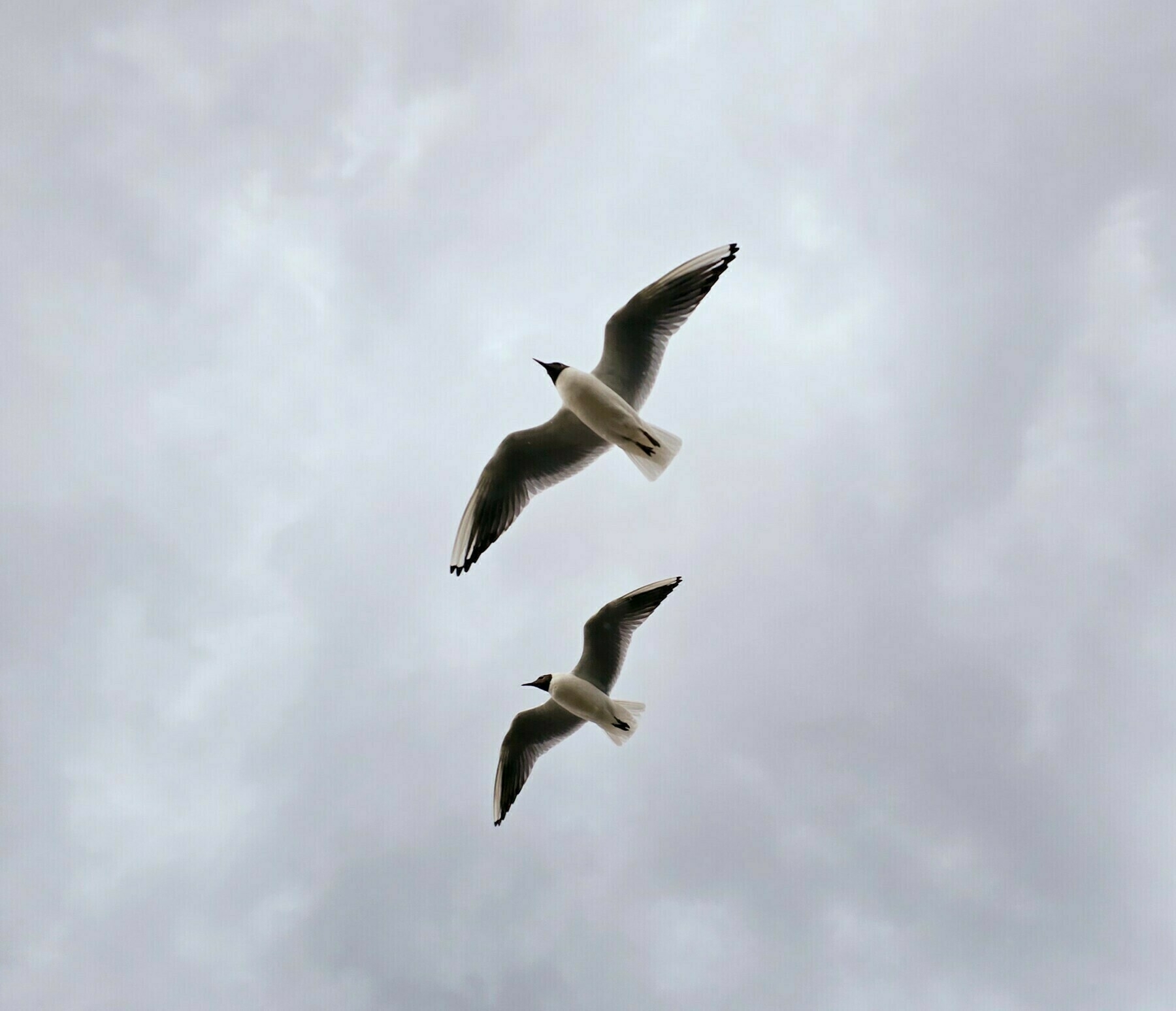 two terns taken from below looking up as they hover in the wind