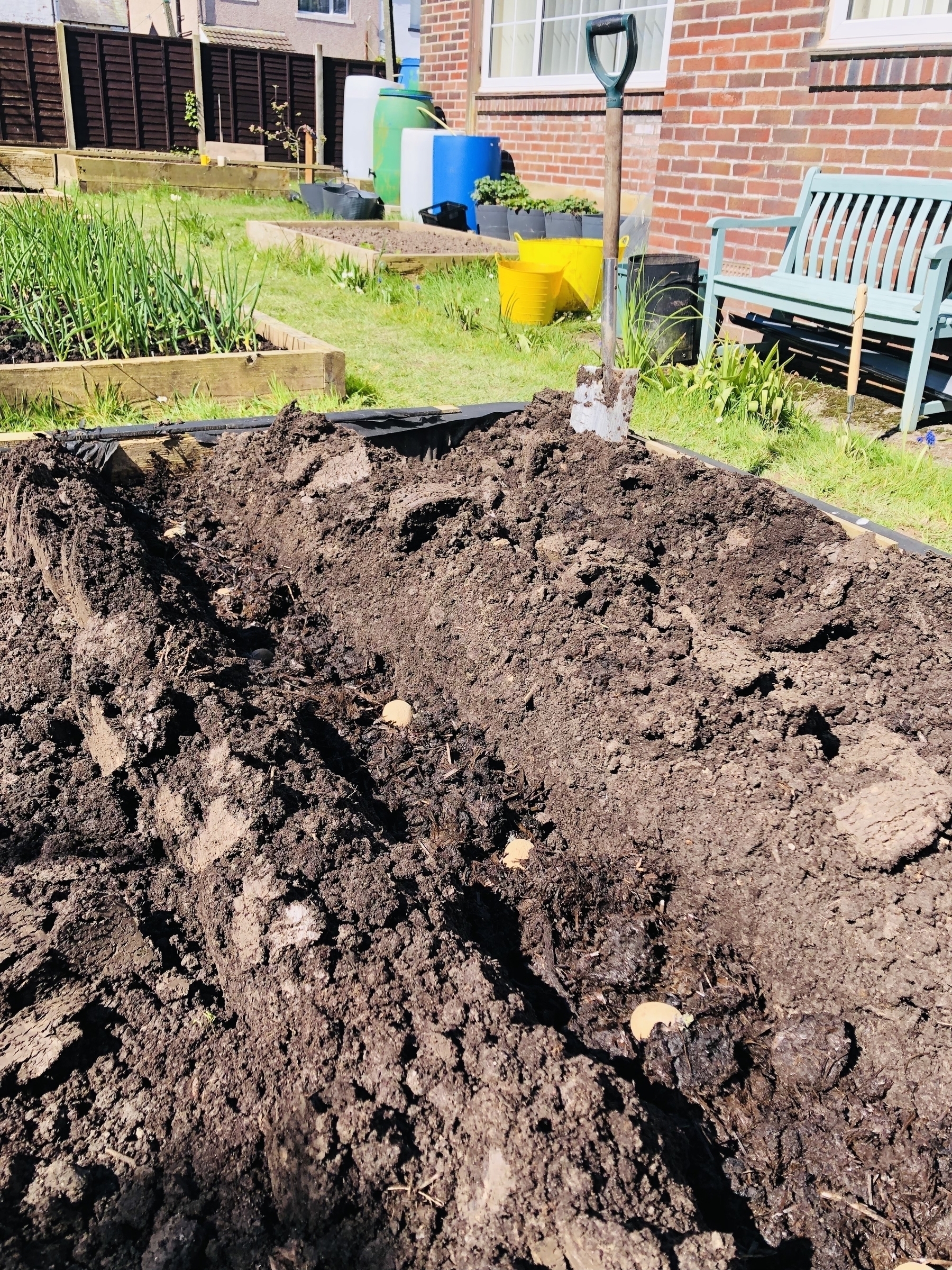 A raised bed of soil with a line of potatoes planted down the middle. a spade stands in the background. 
