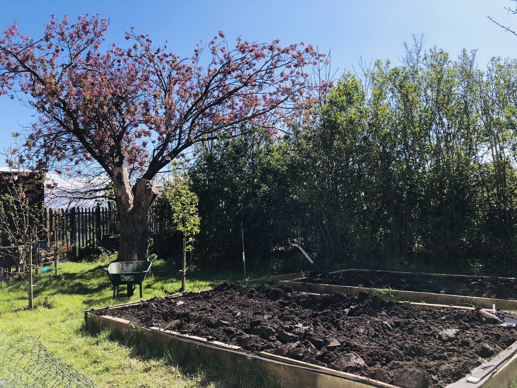 Pink blossom tree in the sun with raised beds and a wheelbarrow in the foreground. Blue sky above. 