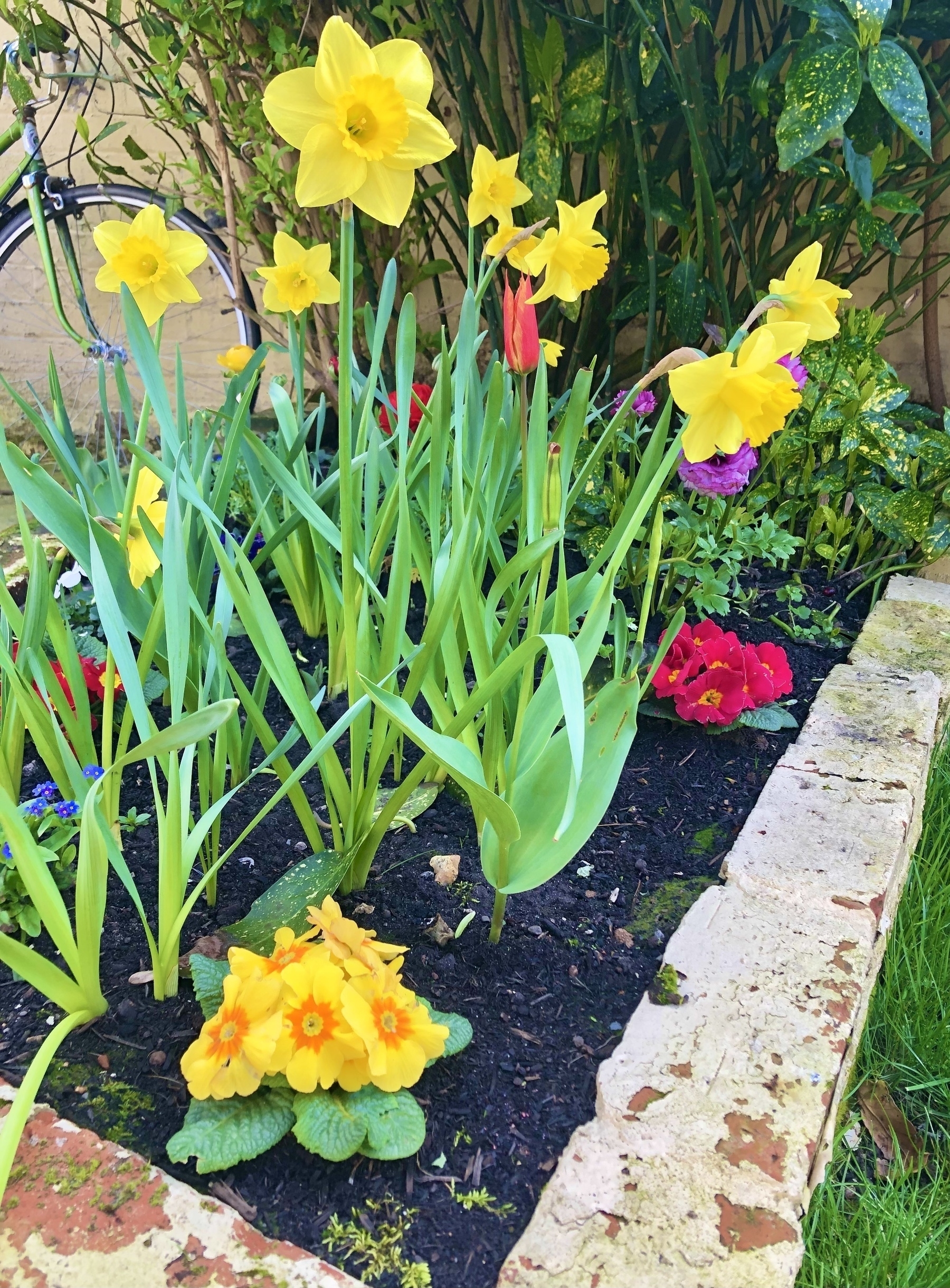 Bright bed of flowers including daffodils and primulas