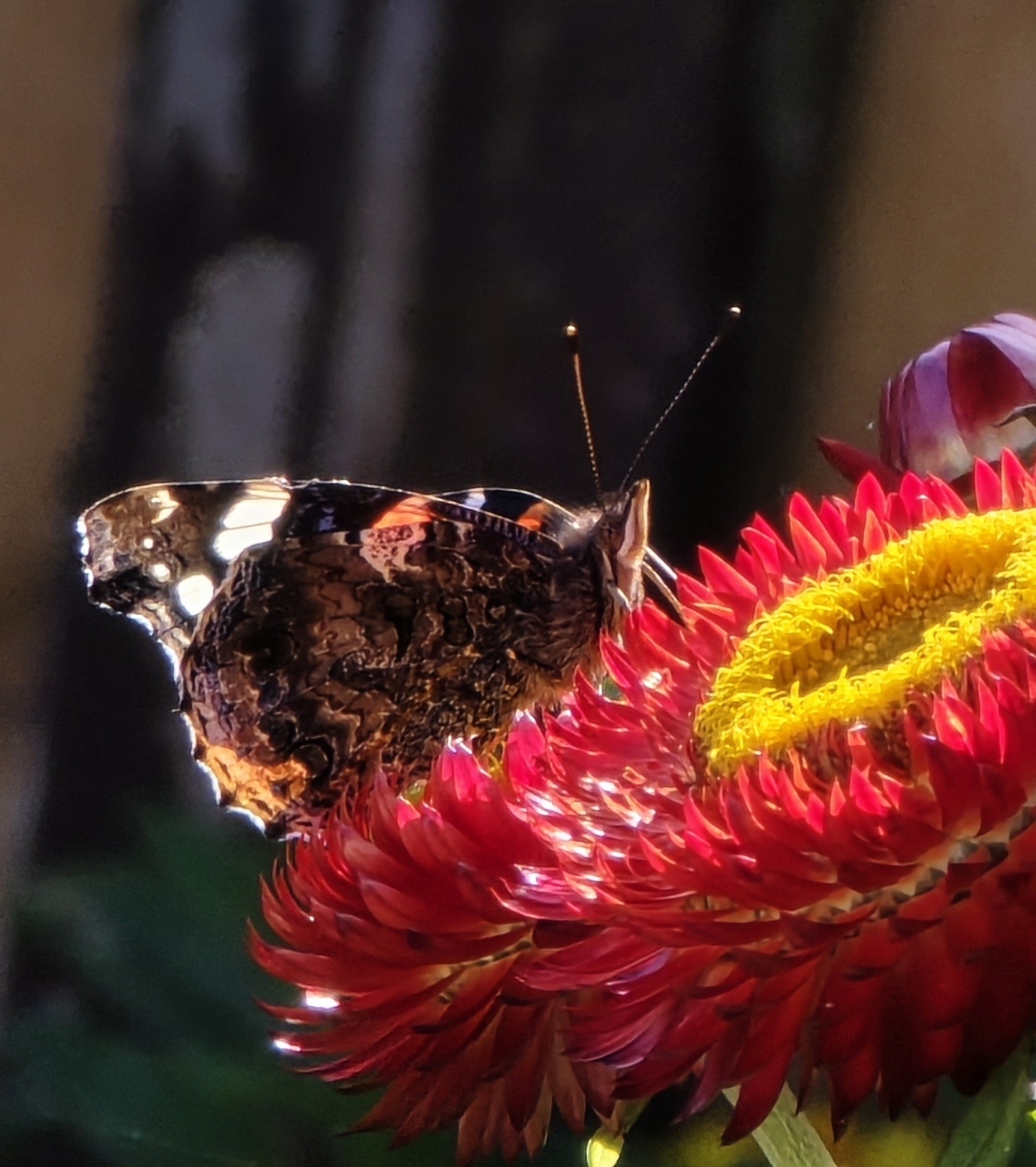 Butterfly on a red paper daisy