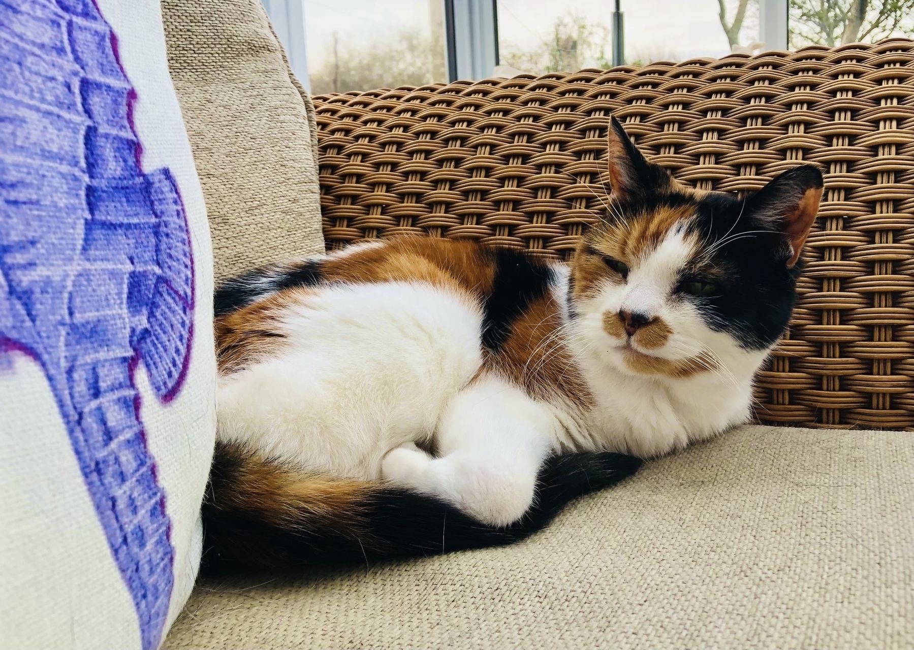Calico cat on a chair