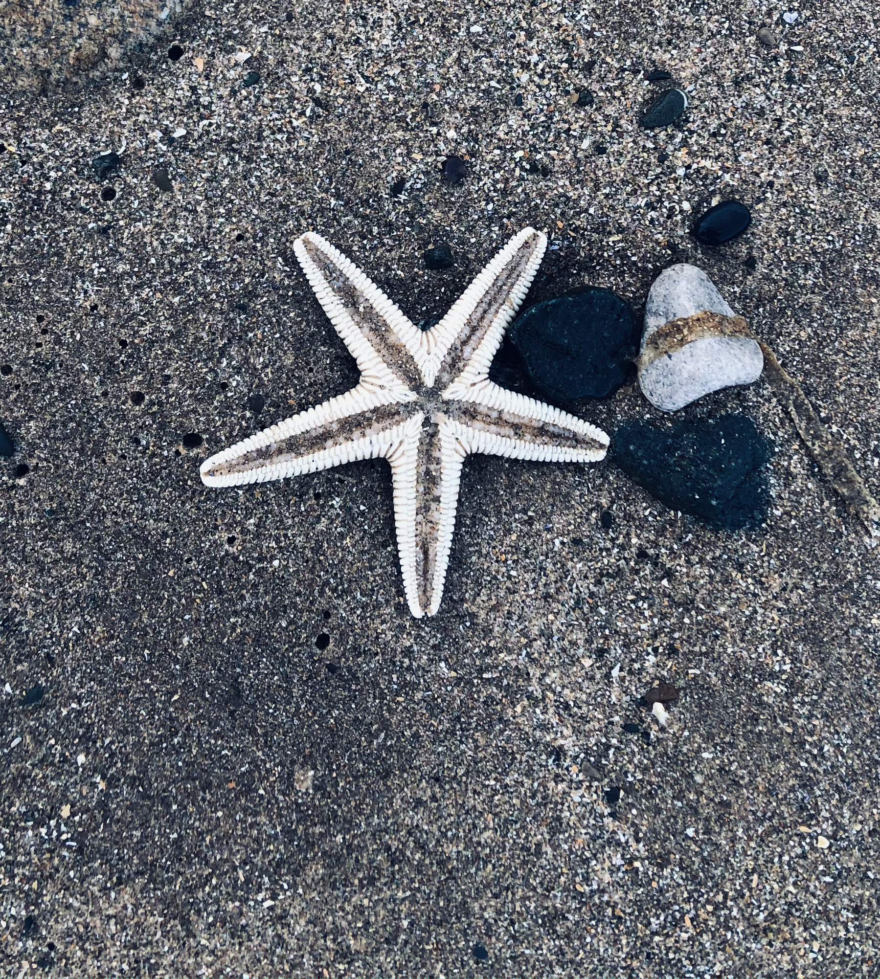 starfish on the beach in black and white