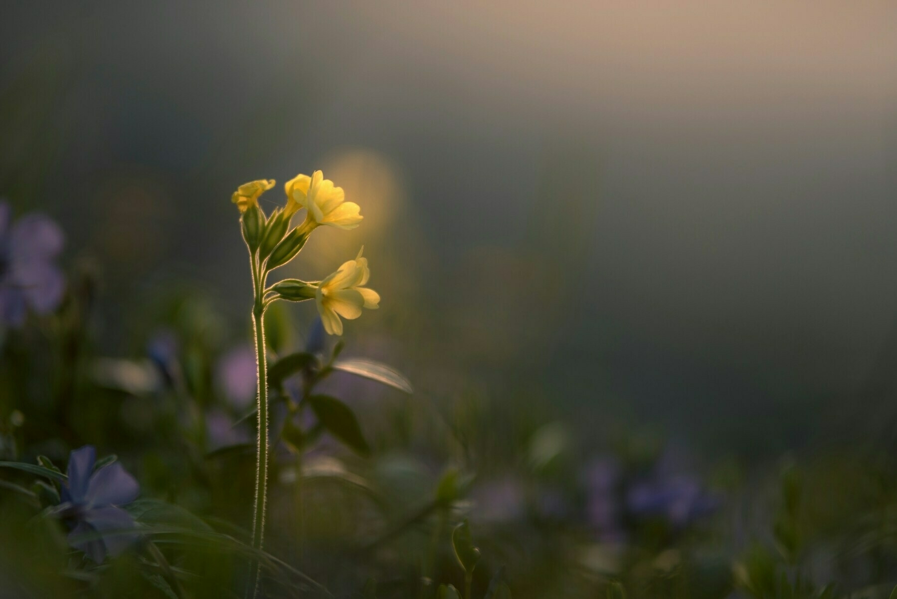 atmospheric picture of a yellow flower in the mist