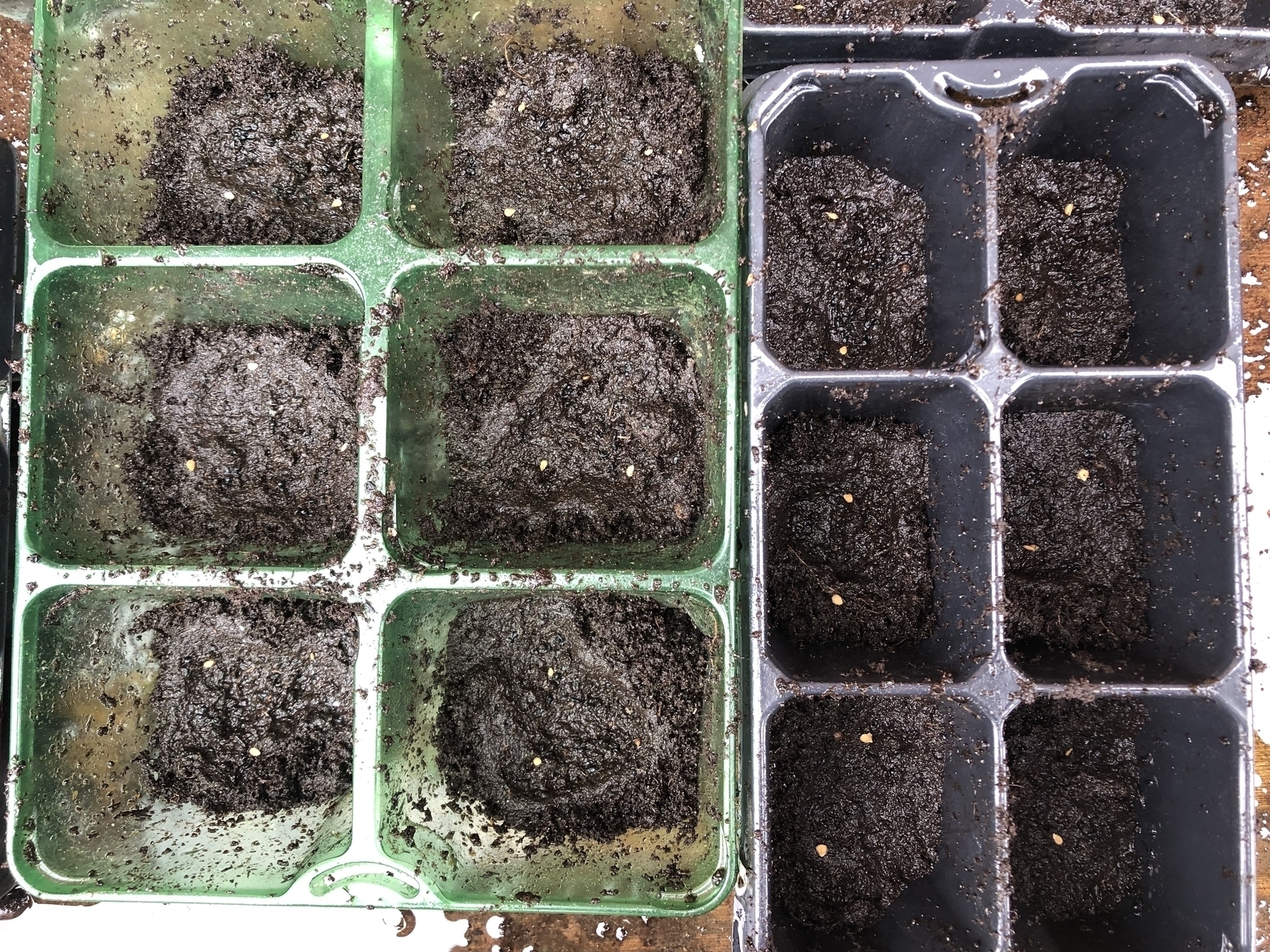 Trays of soil with tomato seeds in them