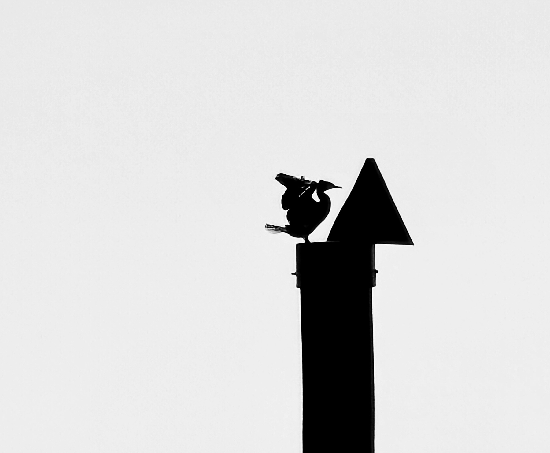 B/w of a seabird, perhaps a shag or a cormorant with its wings outstretched standing on top of a pole