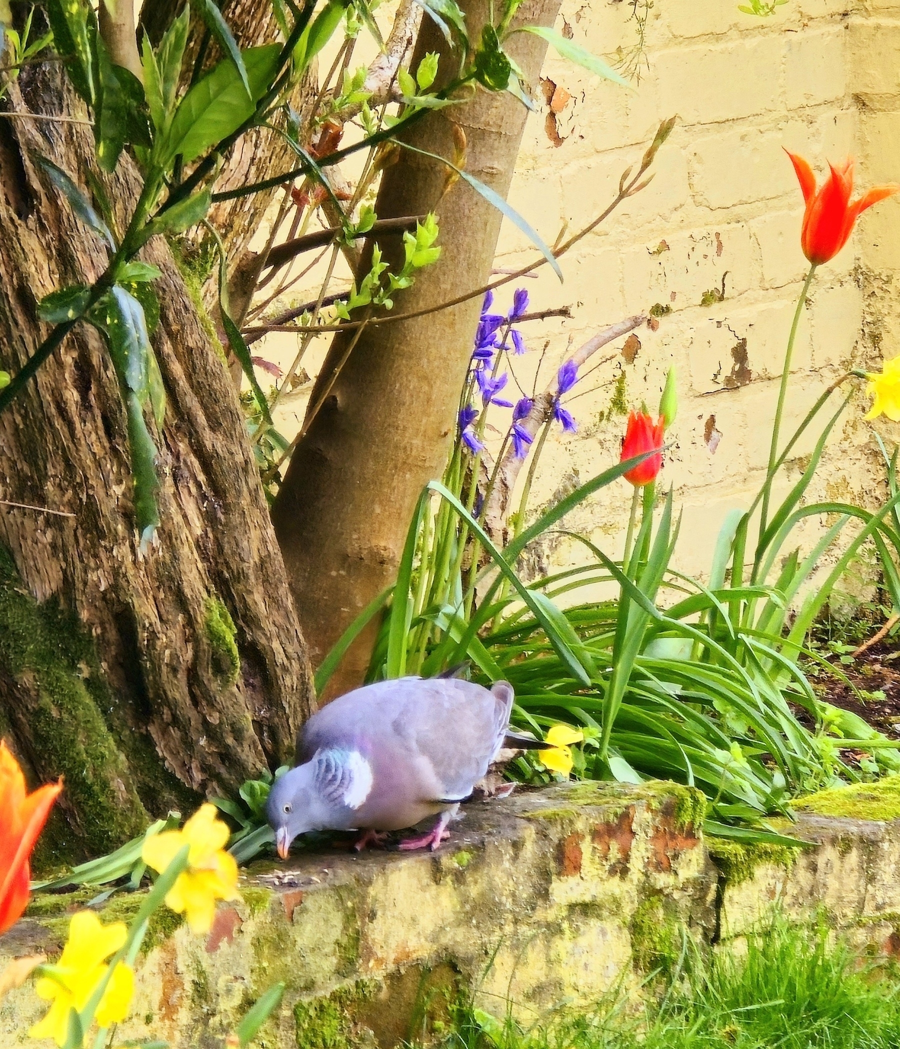 Wood pigeon pecking food in colourful flowers