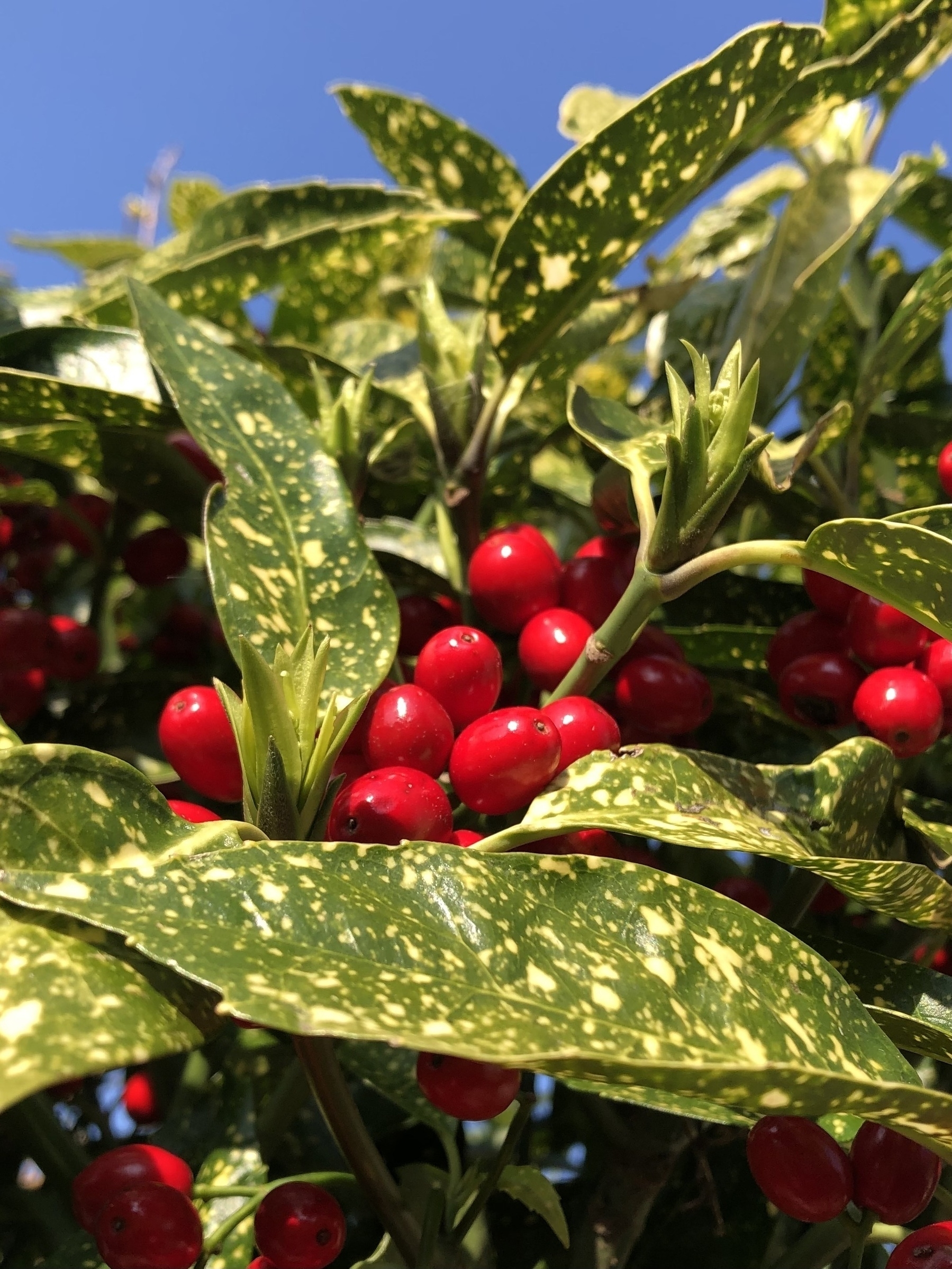Green leafy plants and red shiny berries in front of a blue sky