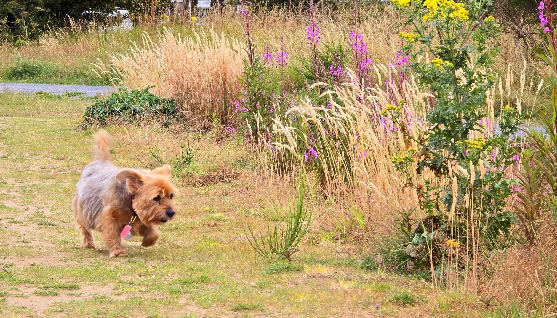 Yorkshire terrier walking in grass and wildflowers