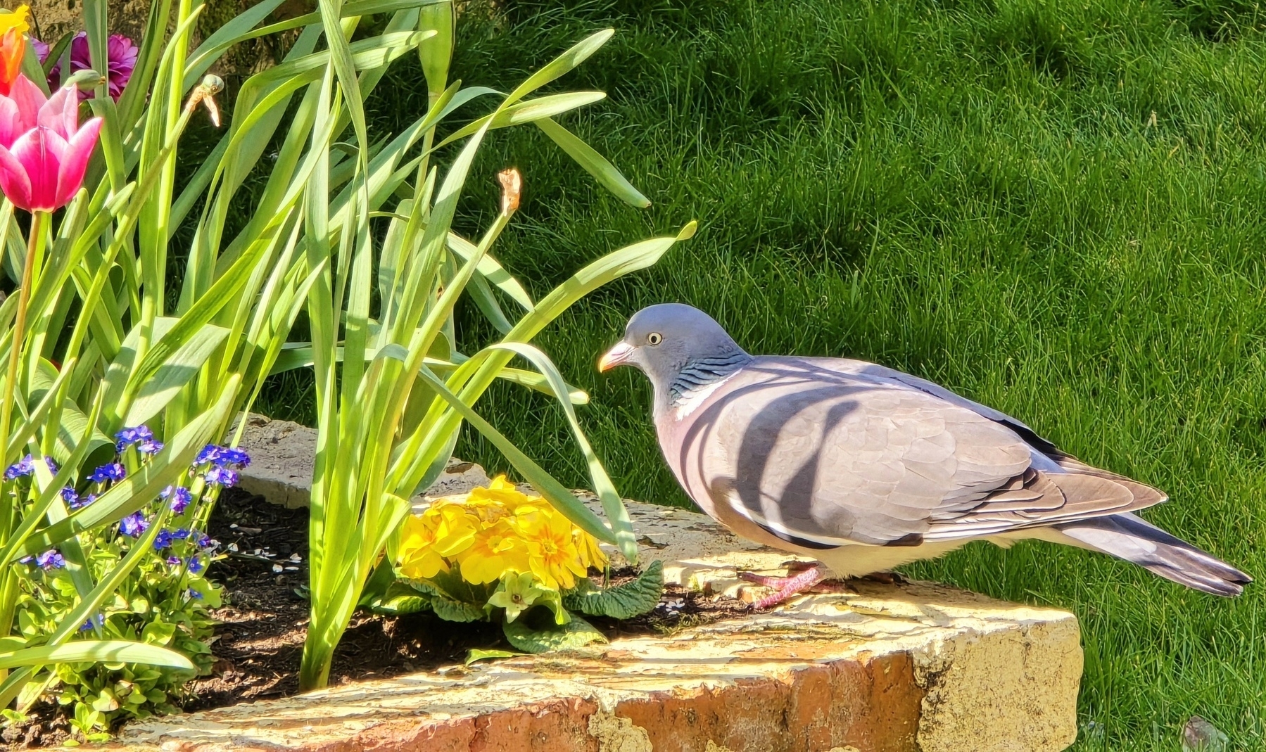 Wood pigeon feeding on a bed full of flowers