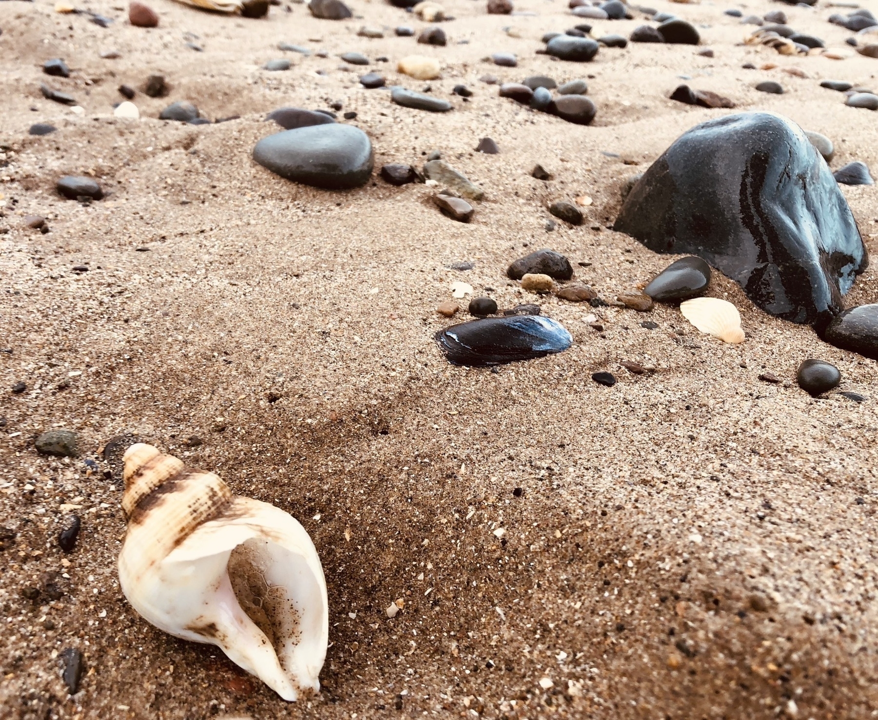 shell and pebbles on the beach