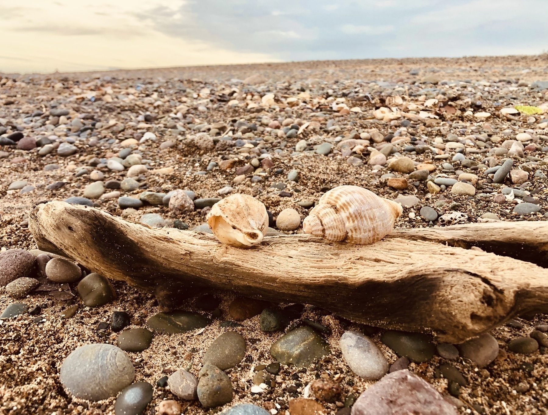 shells on a piece of driftwood with a stony beach beyond