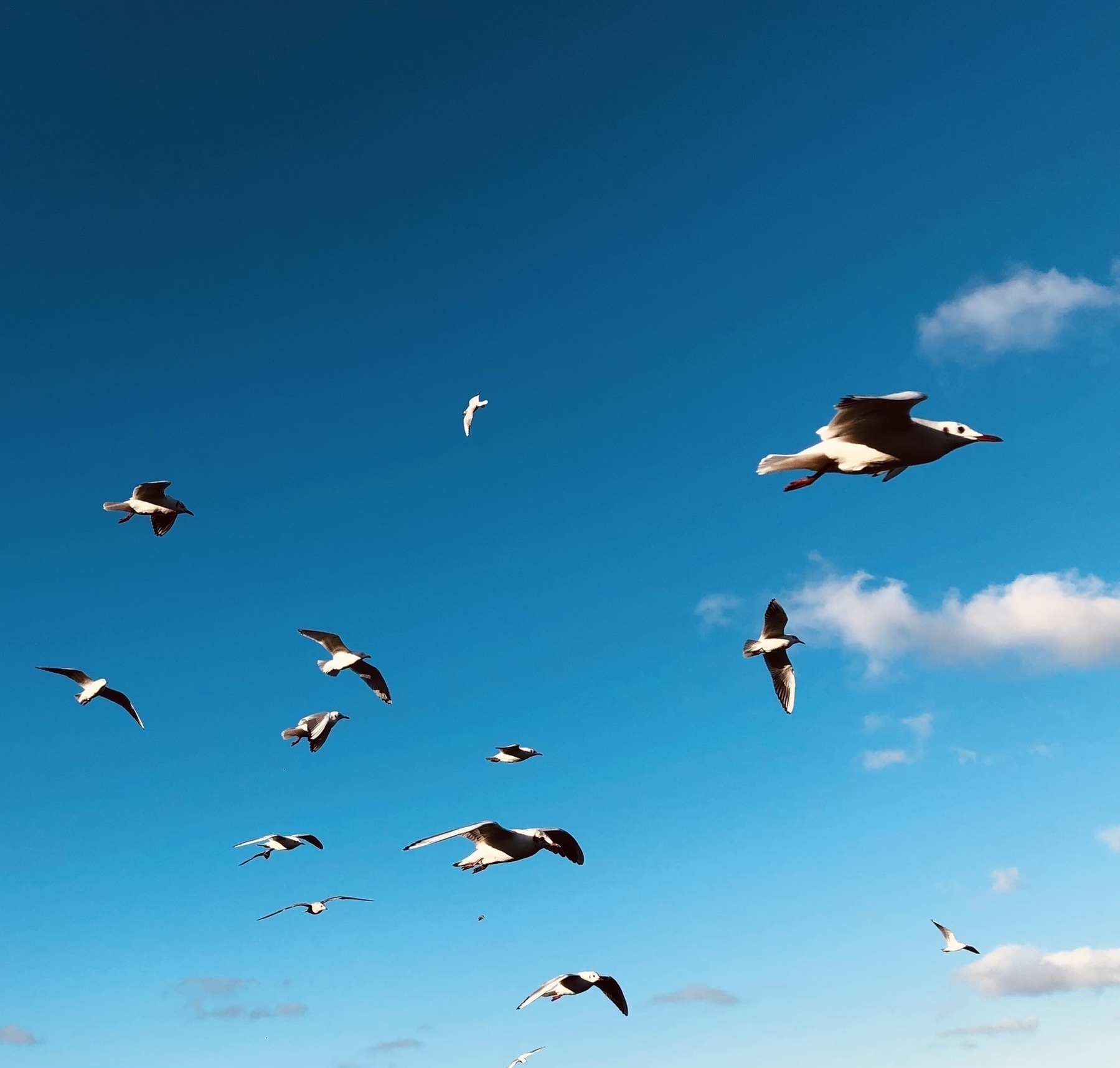 seagulls flying in a blue sky