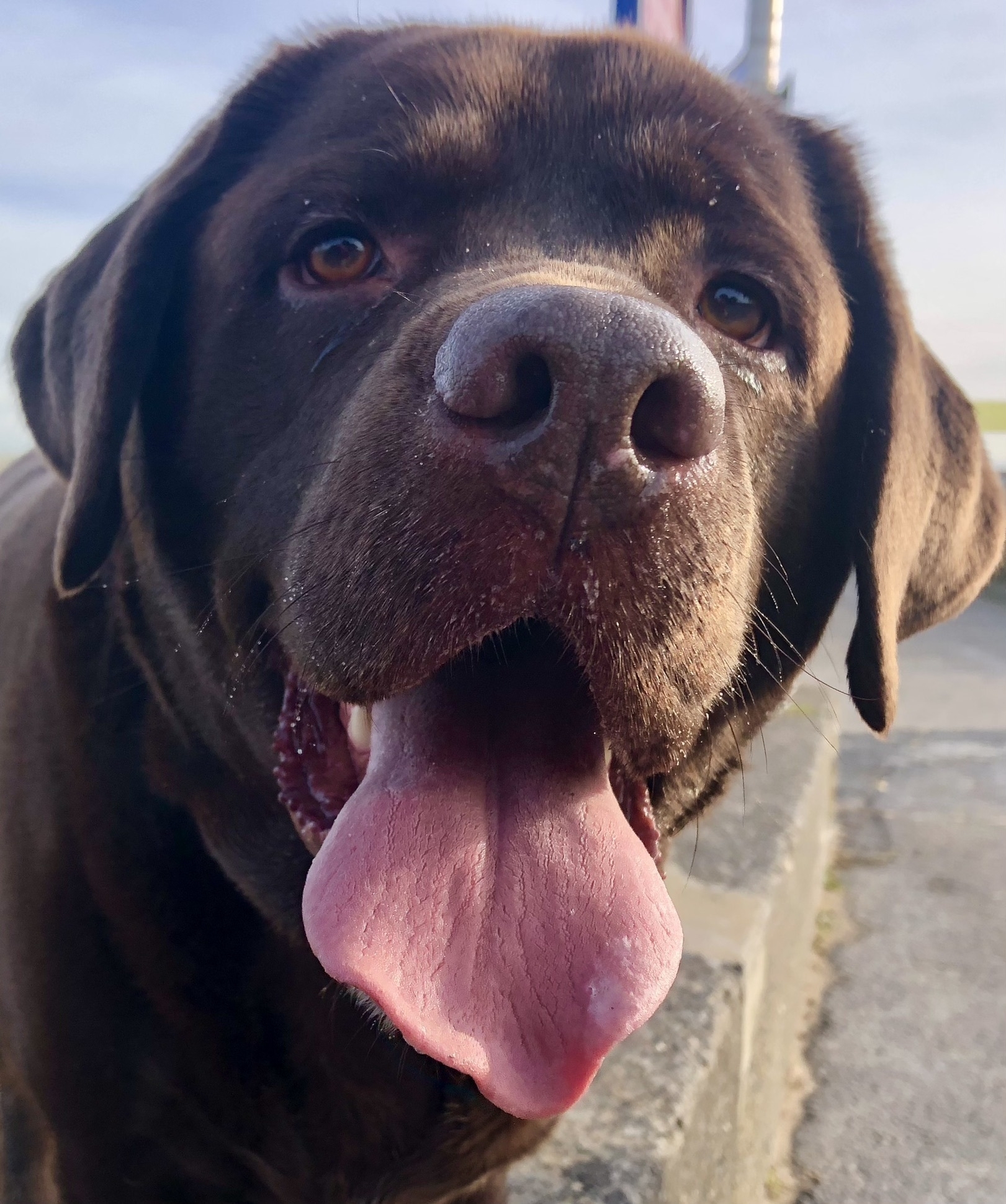 close up of goofy, chocolate labrador with his tongue out.