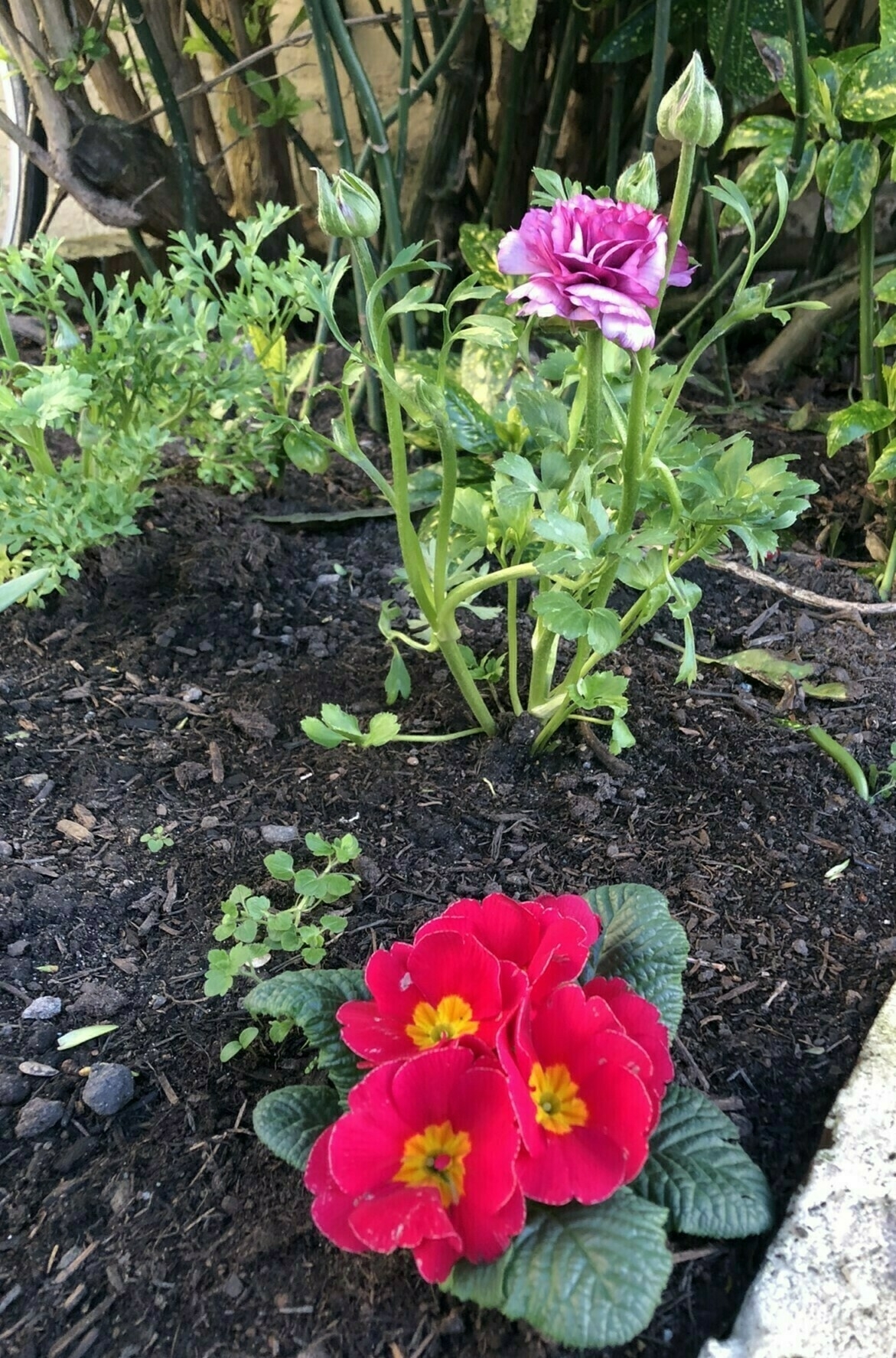 pink primula planted in front of a dusky pink Ranunculus in a bed of dark soil and greenery