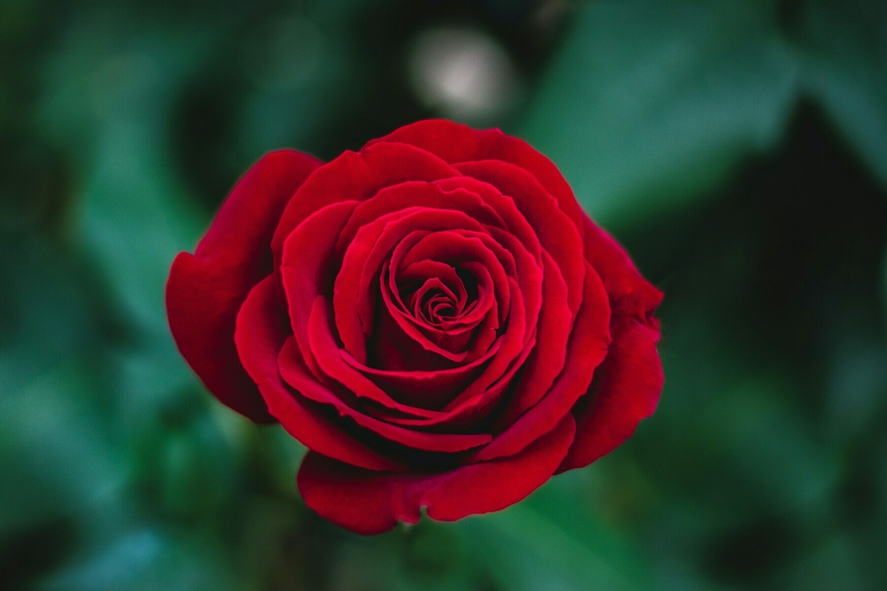 close-up of a rich red rose