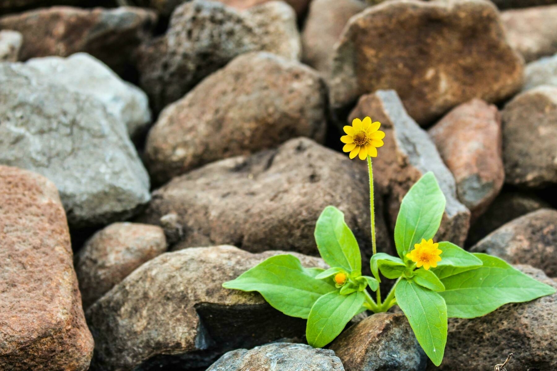 yellow, daisy flower growing out of brown rocks