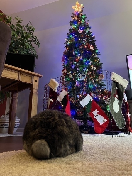 A brown and black bunny sits loafed up in front of a Christamas tree with her fluffy tail towards the viewer.