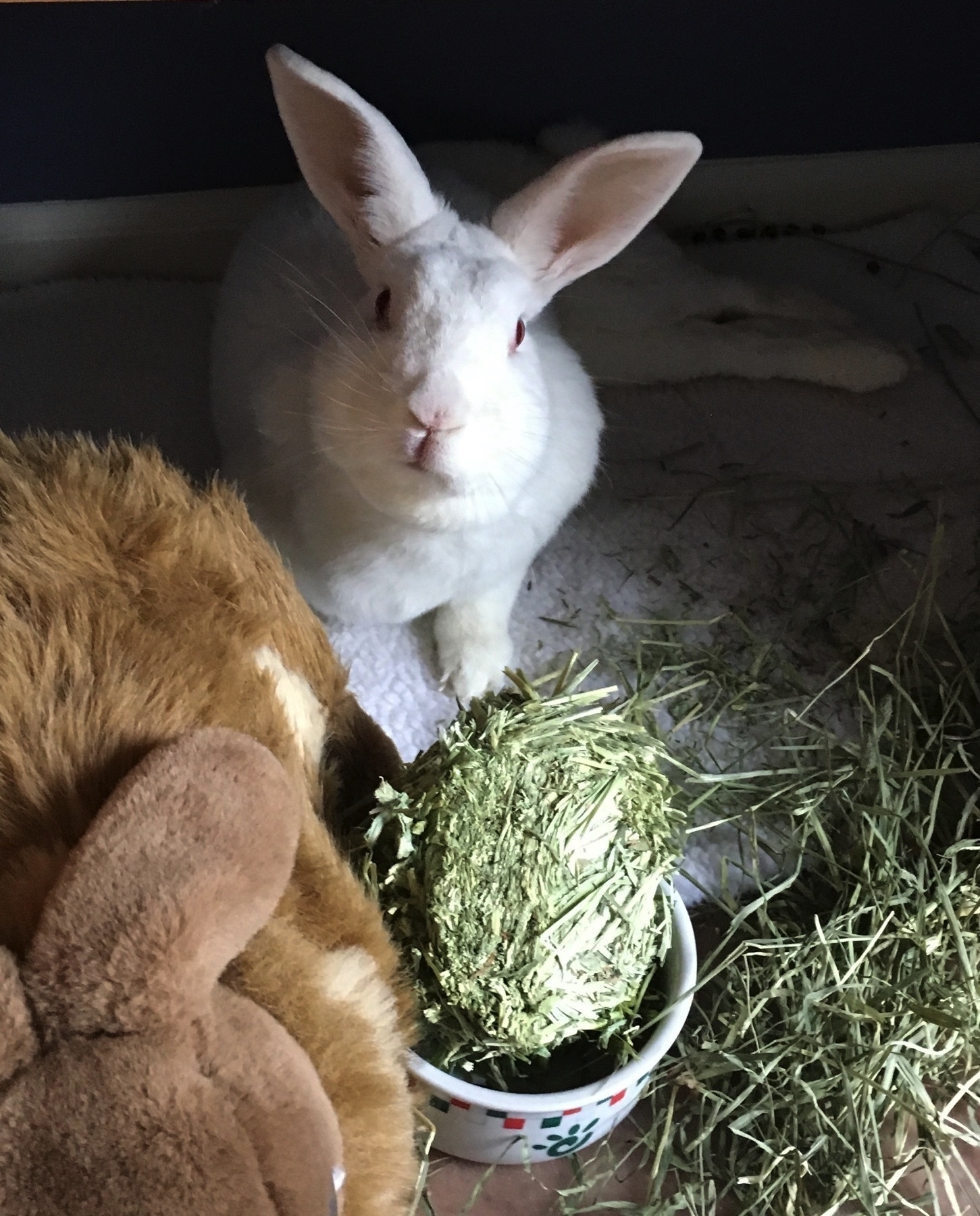 A big ruby eyed white rabbit looks at the camera, expressing her impatience because there is a large hay cake in her water bowl.  