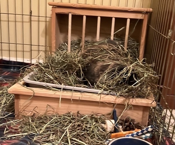A German Lop rabbit completely covered in hay as she digs for the best piece at the bottom of the pile.