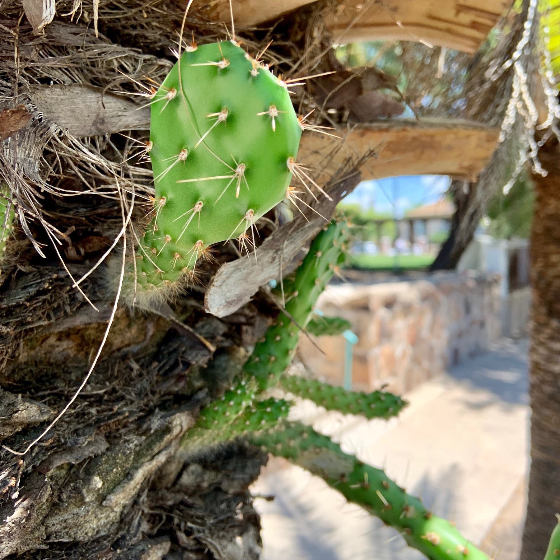 Prickly pear growing on the side of a palm tree