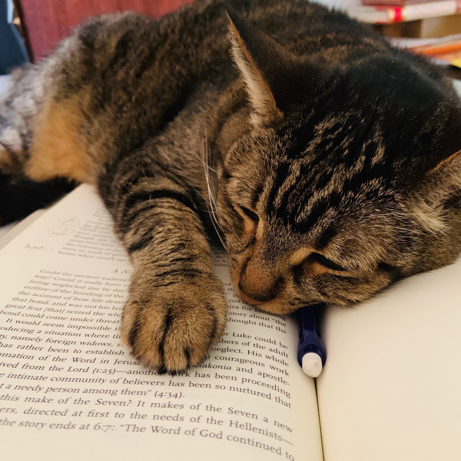 cat sleeping on a book
