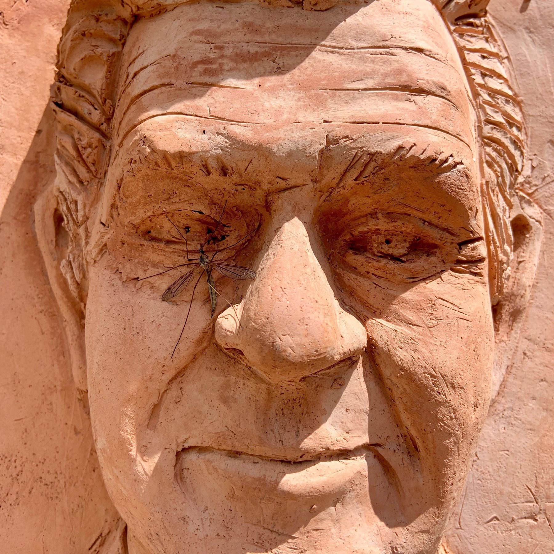 Crane fly on a sculpture of an older man's face