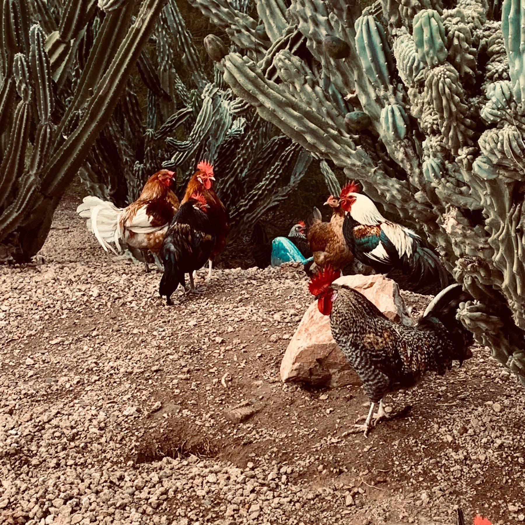 A few feral chickens by the night blooming cereus.