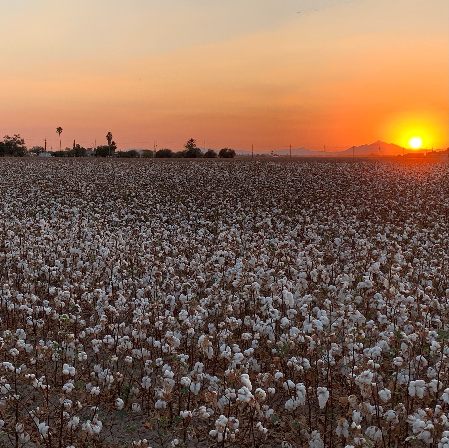 Cottonfield over a sunset in Marana, AZ