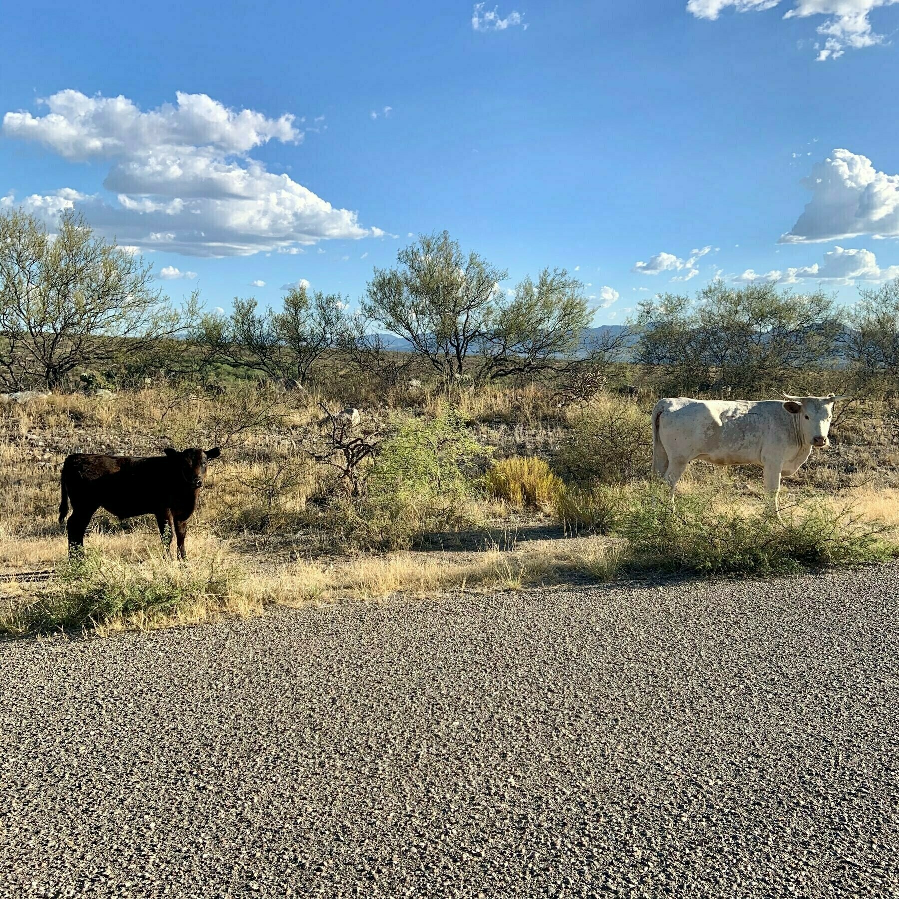cows on the open range