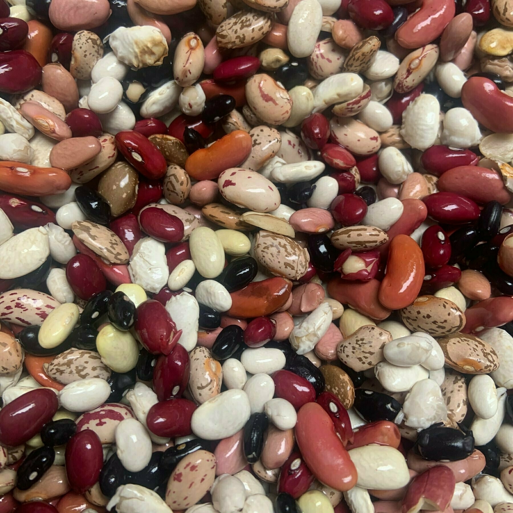 mixed uncooked beans