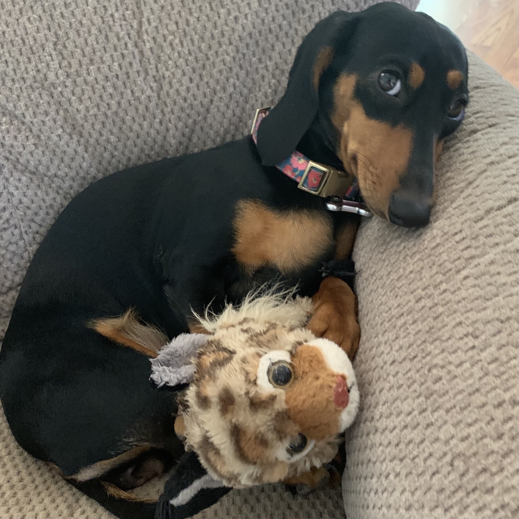 Dachshund snuggling a stuffed animal