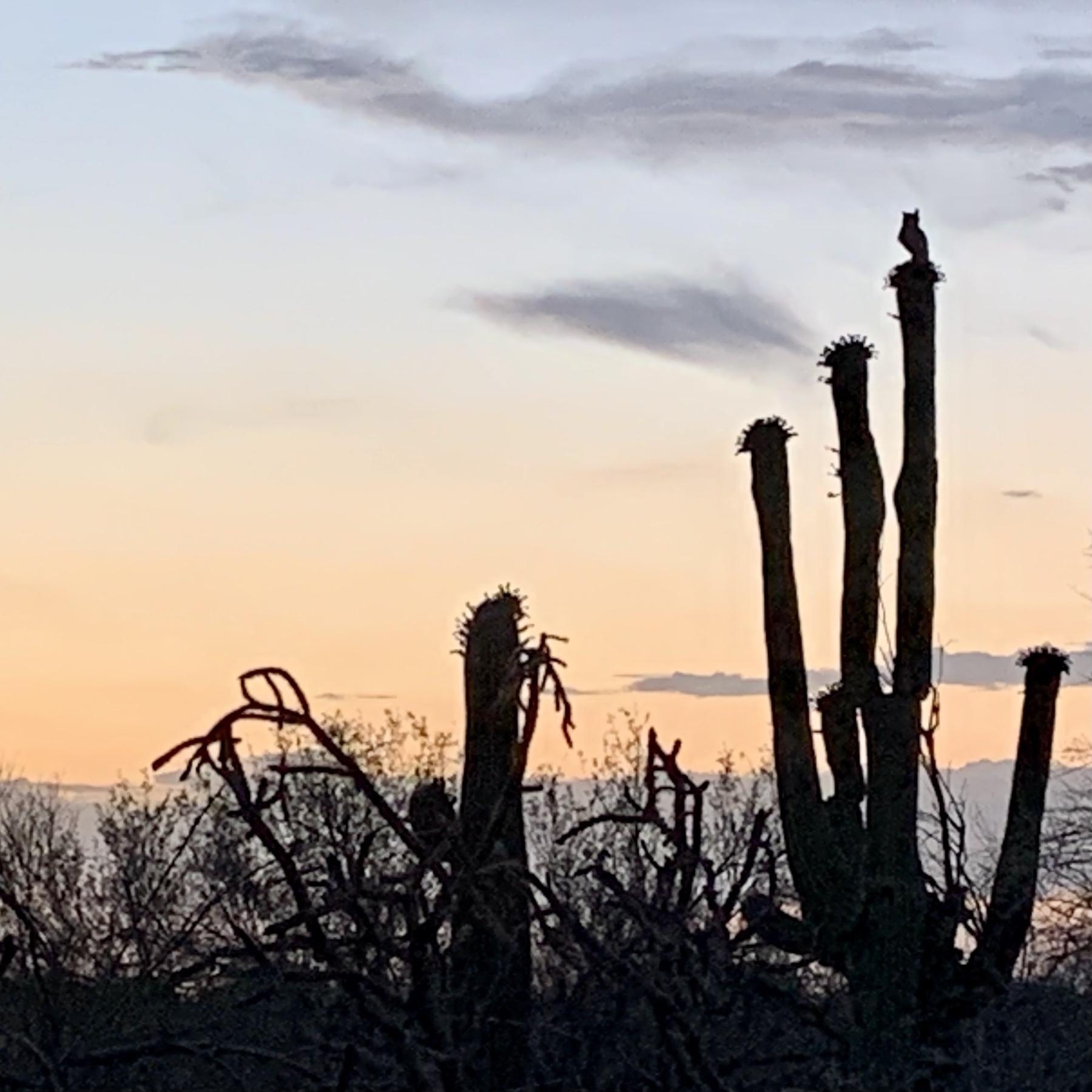 sunset with owl on saguaro