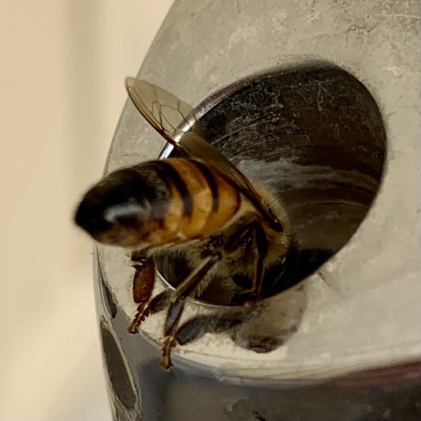 a bee drinking from a drinking fountain