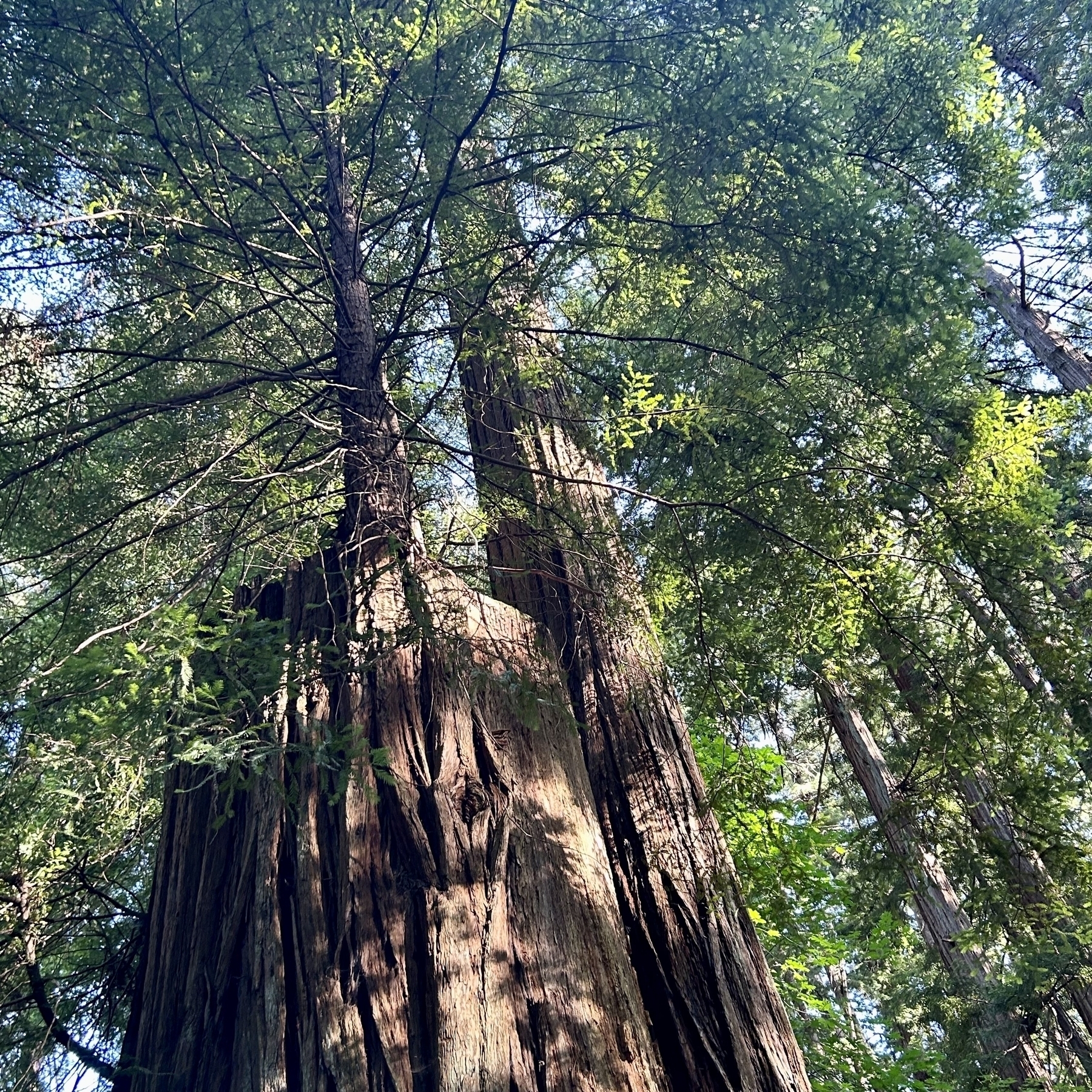 What appears to be a big tree growing out of the stump of a California Redwood