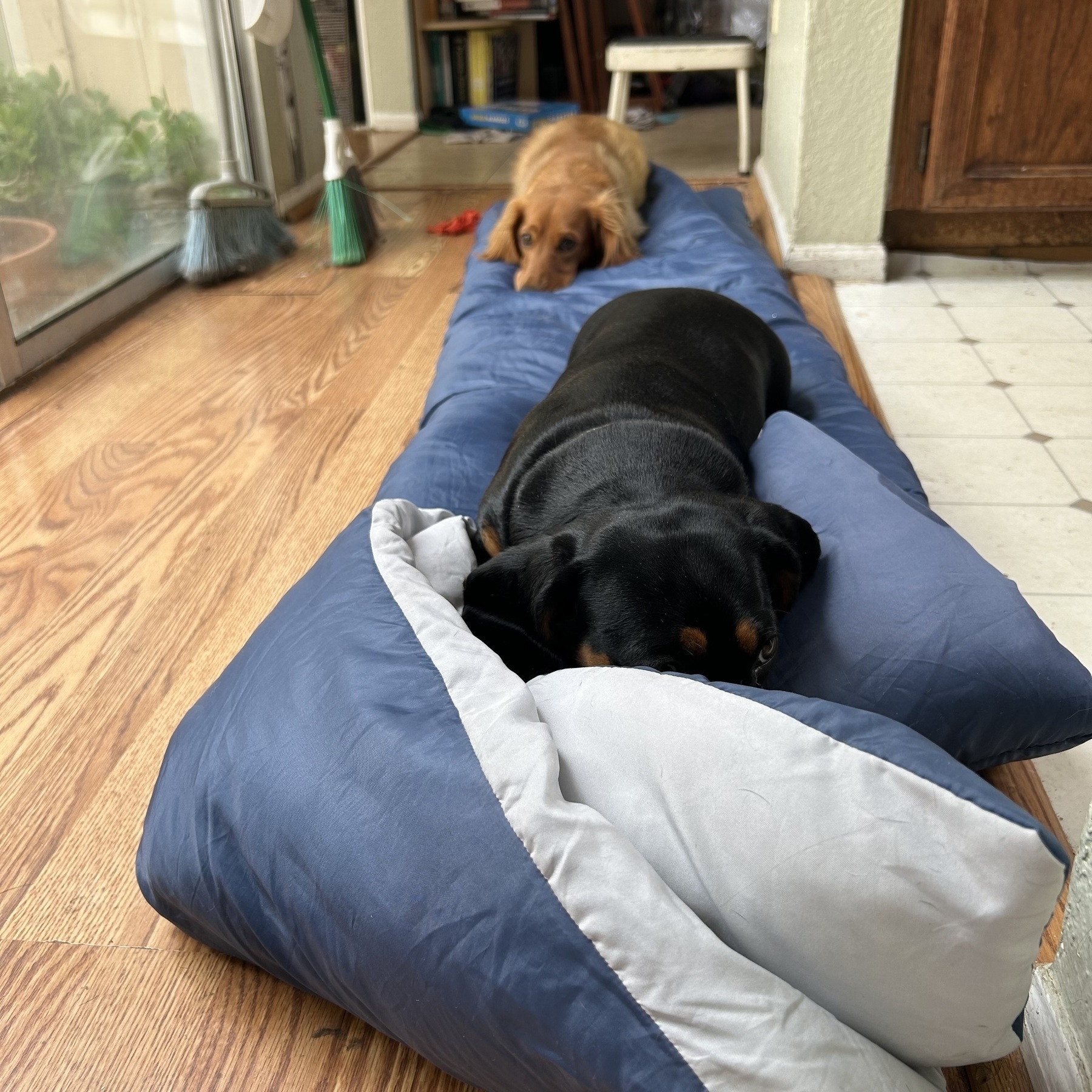 two dachshunds on a sleeping bag