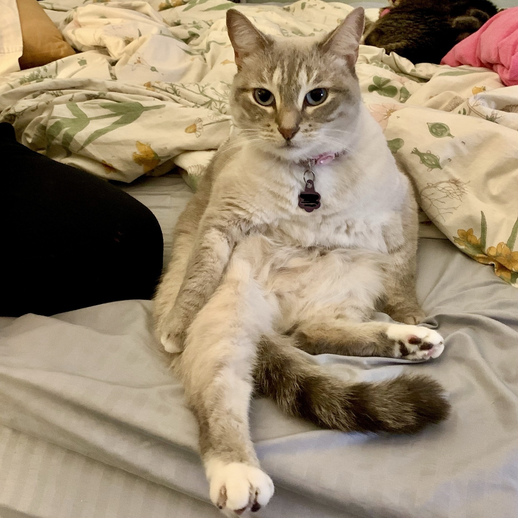 a cat sitting in an awkward position