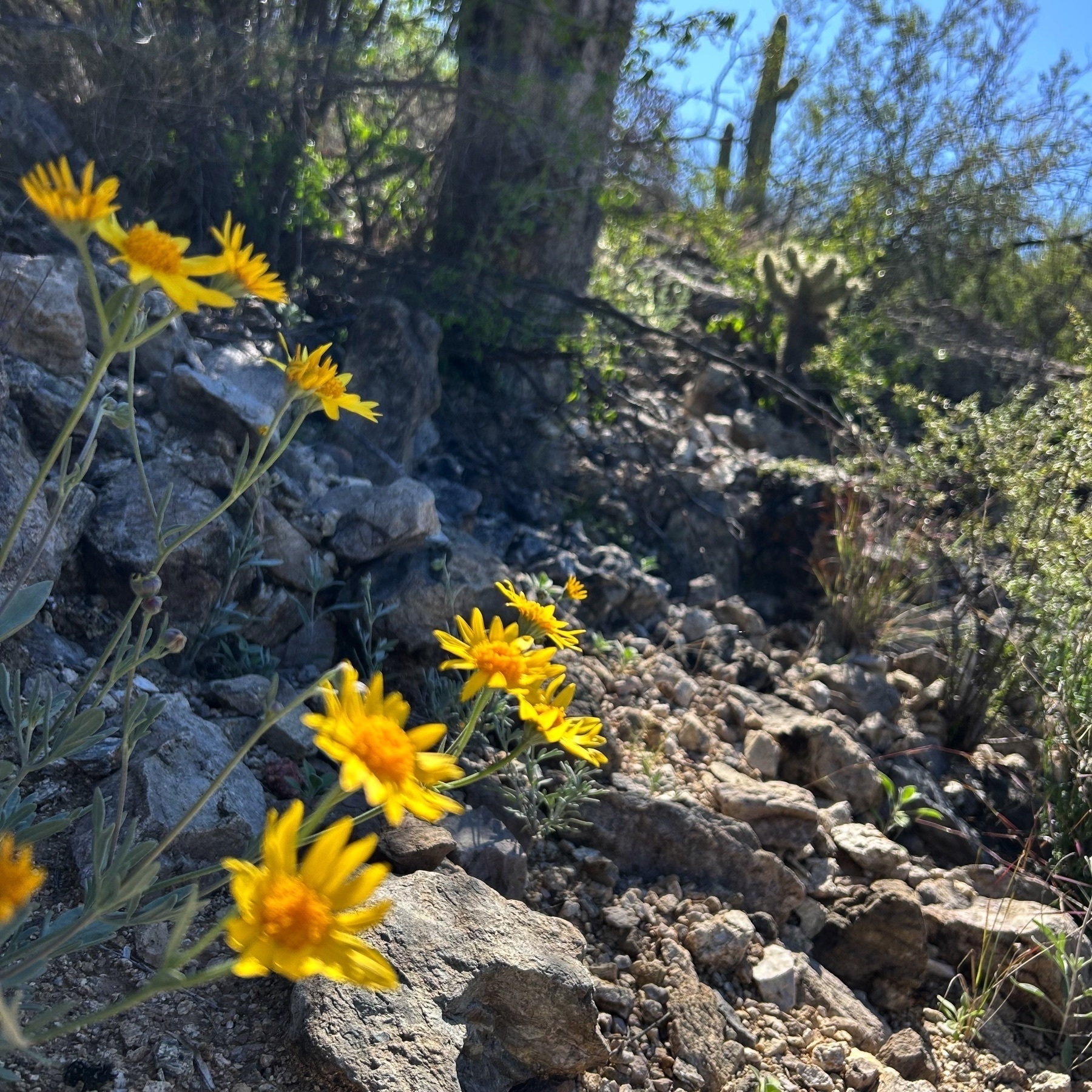 Yellow flowers on a desert hillside with cactus, rocks, and other plants.